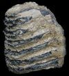 Partial Fossil Palaeoloxodon Molar #35942-3